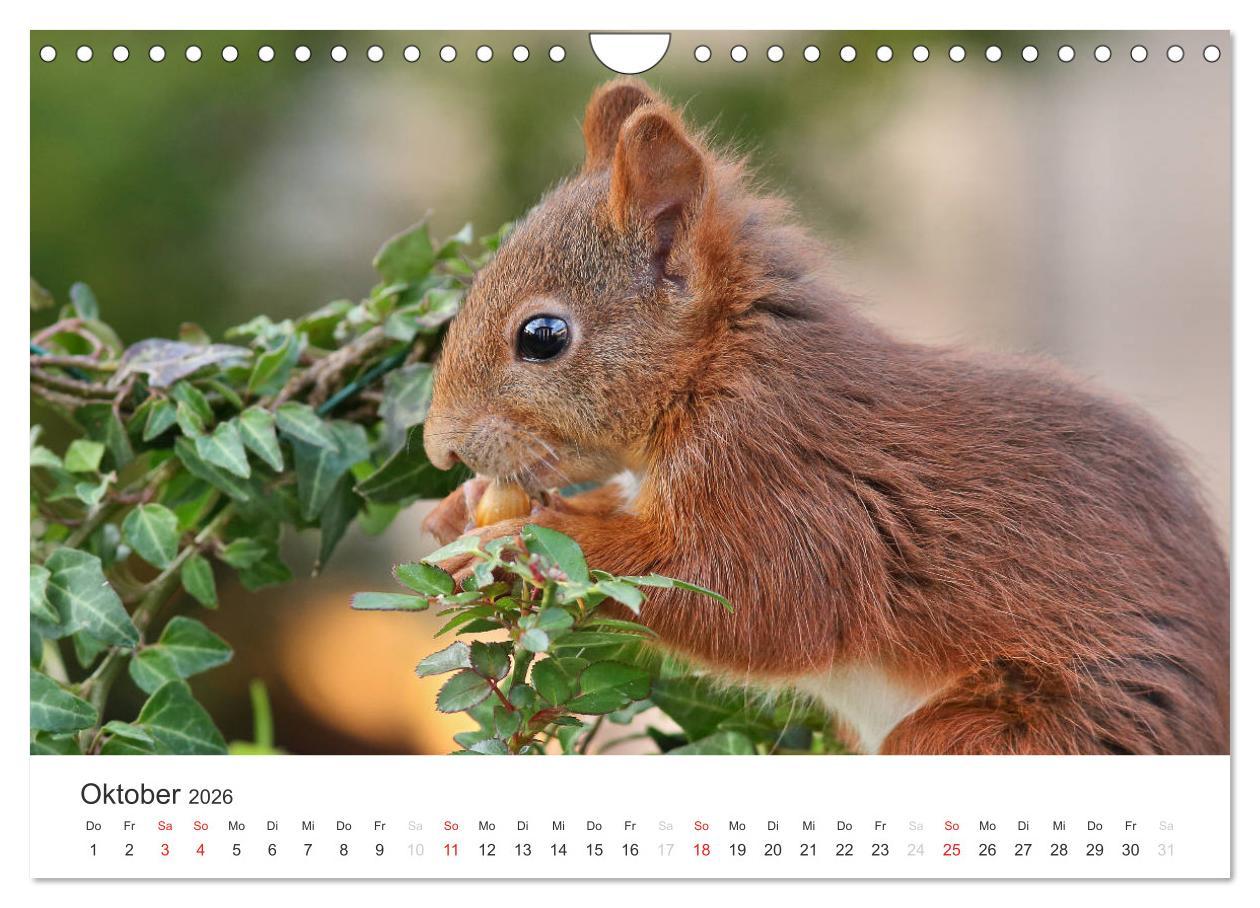Beispielinhalt (Bild) Eichhörnchen Kinder (Wandkalender 2026 DIN A4 quer), CALVENDO Monatskalender