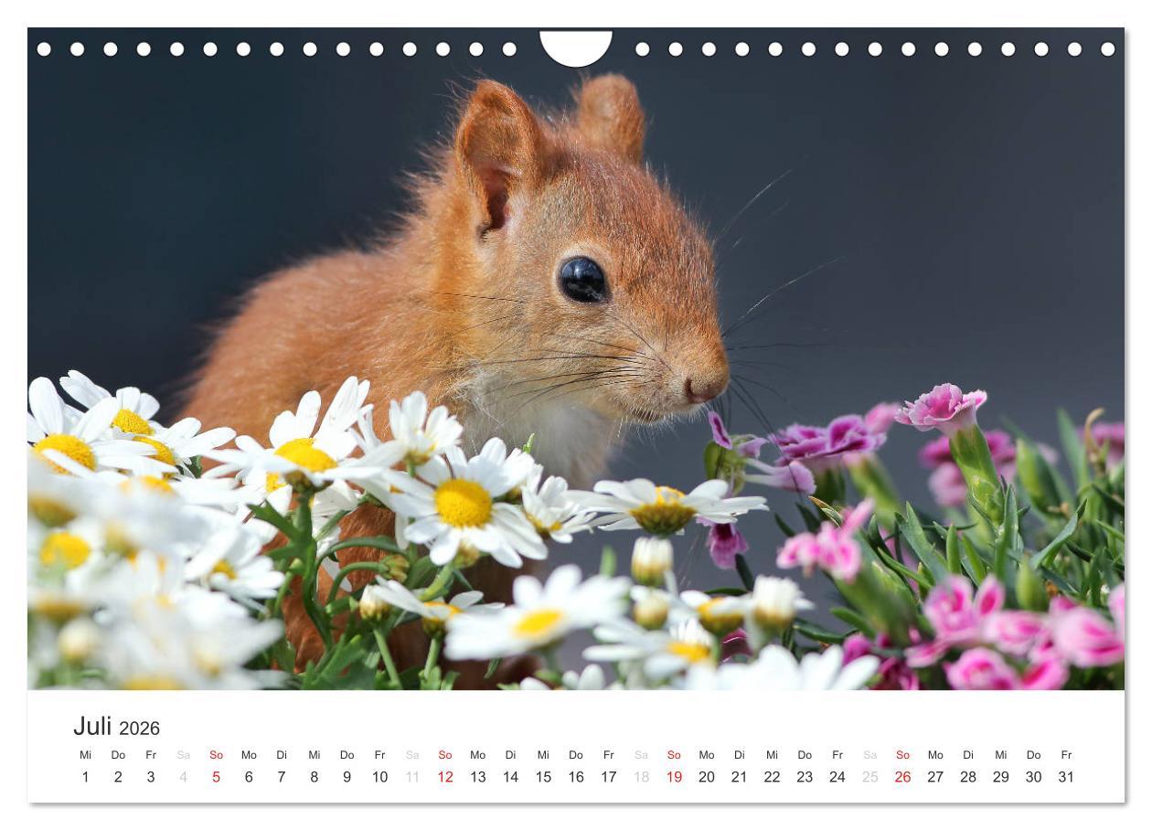 Beispielinhalt (Bild) Eichhörnchen Kinder (Wandkalender 2026 DIN A4 quer), CALVENDO Monatskalender