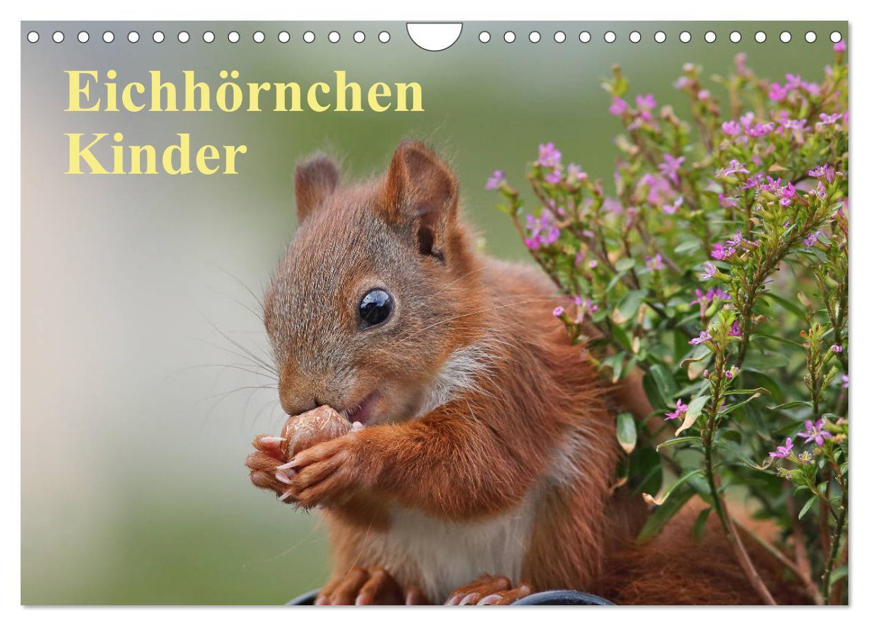 Vorderes Coverbild Eichhörnchen Kinder (Wandkalender 2026 DIN A4 quer), CALVENDO Monatskalender