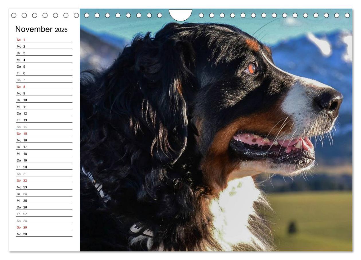 Beispielinhalt (Bild) Augenblicke mit dem Berner Sennenhund (Wandkalender 2026 DIN A4 quer), CALVENDO Monatskalender