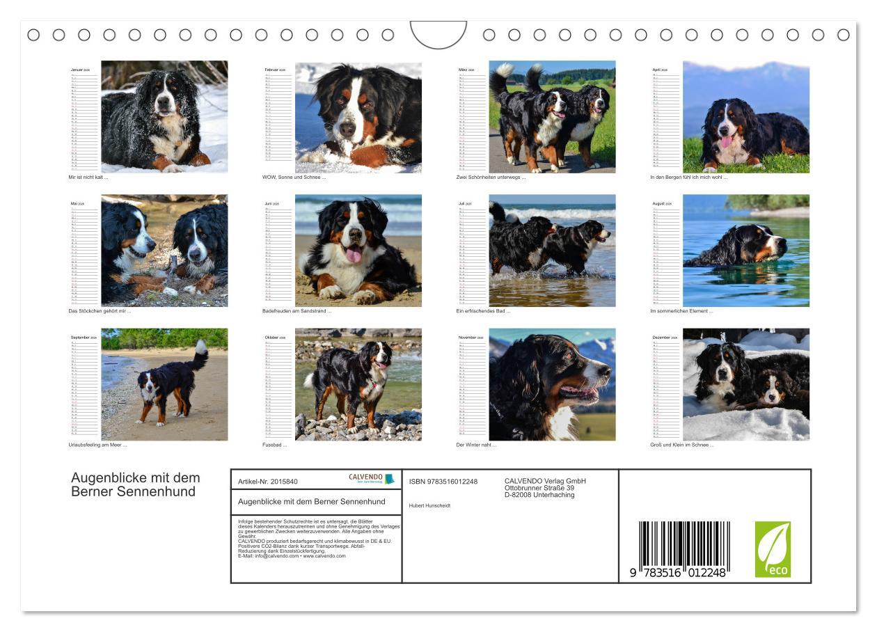 Beispielinhalt (Bild) Augenblicke mit dem Berner Sennenhund (Wandkalender 2026 DIN A4 quer), CALVENDO Monatskalender