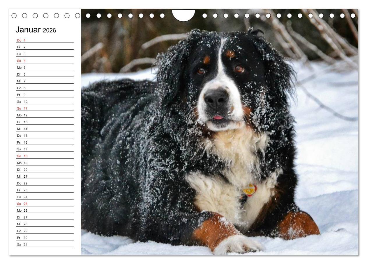 Beispielinhalt (Bild) Augenblicke mit dem Berner Sennenhund (Wandkalender 2026 DIN A4 quer), CALVENDO Monatskalender