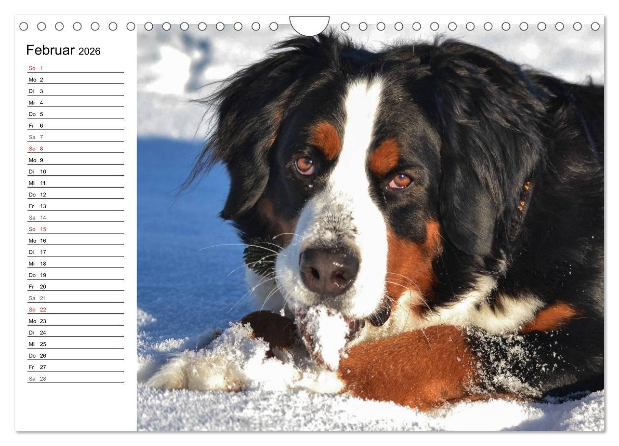Beispielinhalt (Bild) Augenblicke mit dem Berner Sennenhund (Wandkalender 2026 DIN A4 quer), CALVENDO Monatskalender