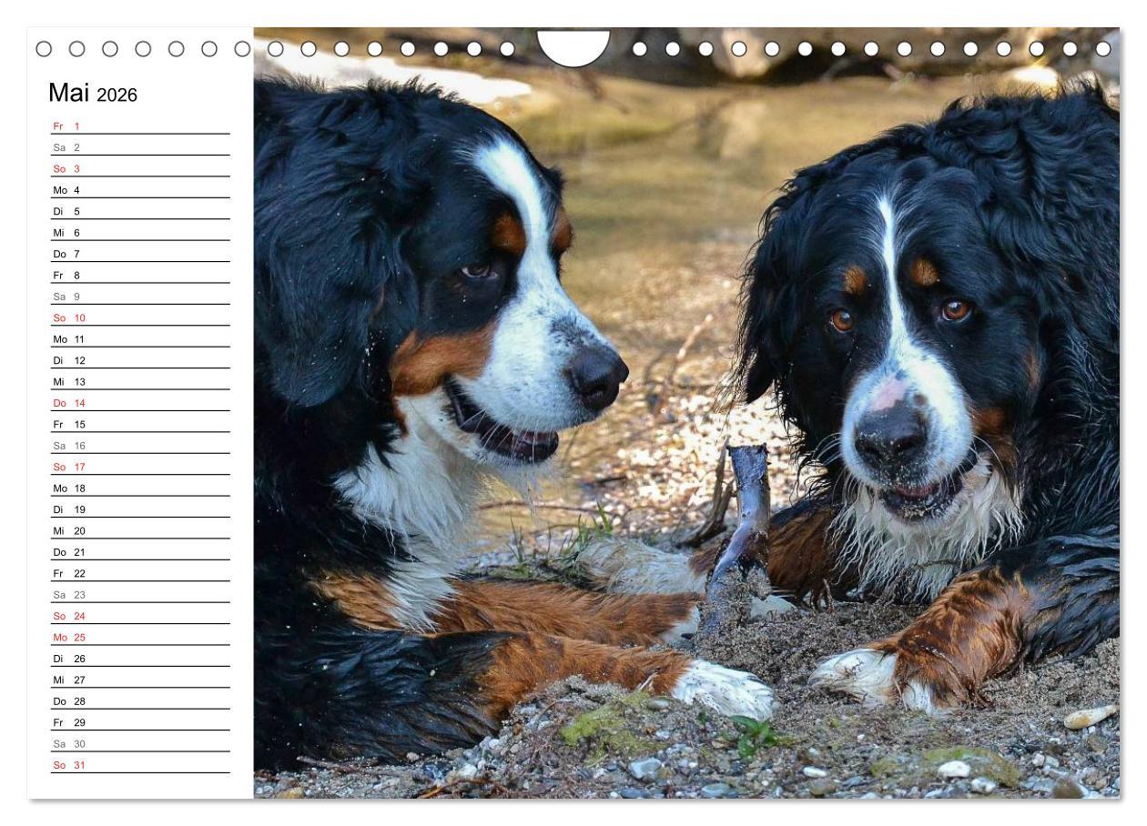 Beispielinhalt (Bild) Augenblicke mit dem Berner Sennenhund (Wandkalender 2026 DIN A4 quer), CALVENDO Monatskalender