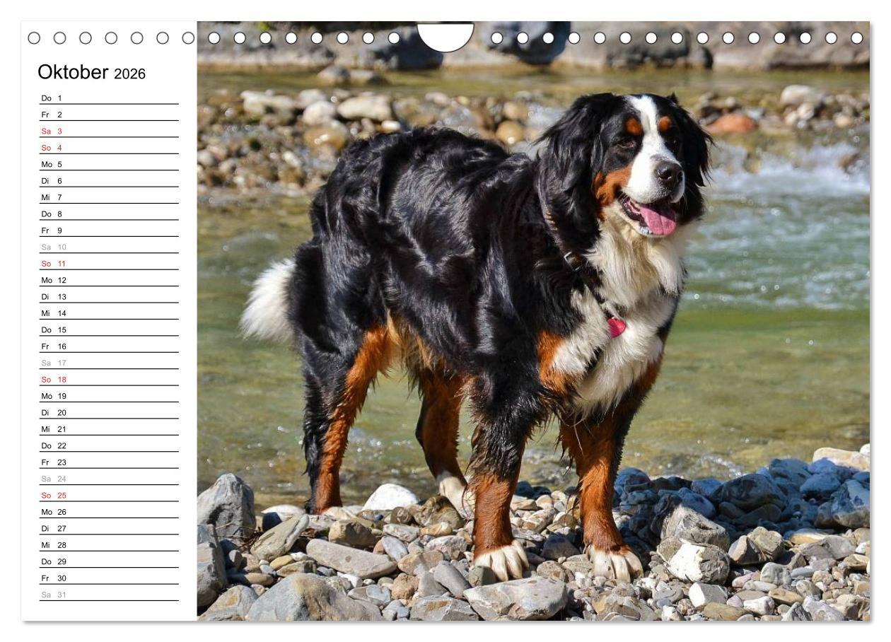 Beispielinhalt (Bild) Augenblicke mit dem Berner Sennenhund (Wandkalender 2026 DIN A4 quer), CALVENDO Monatskalender