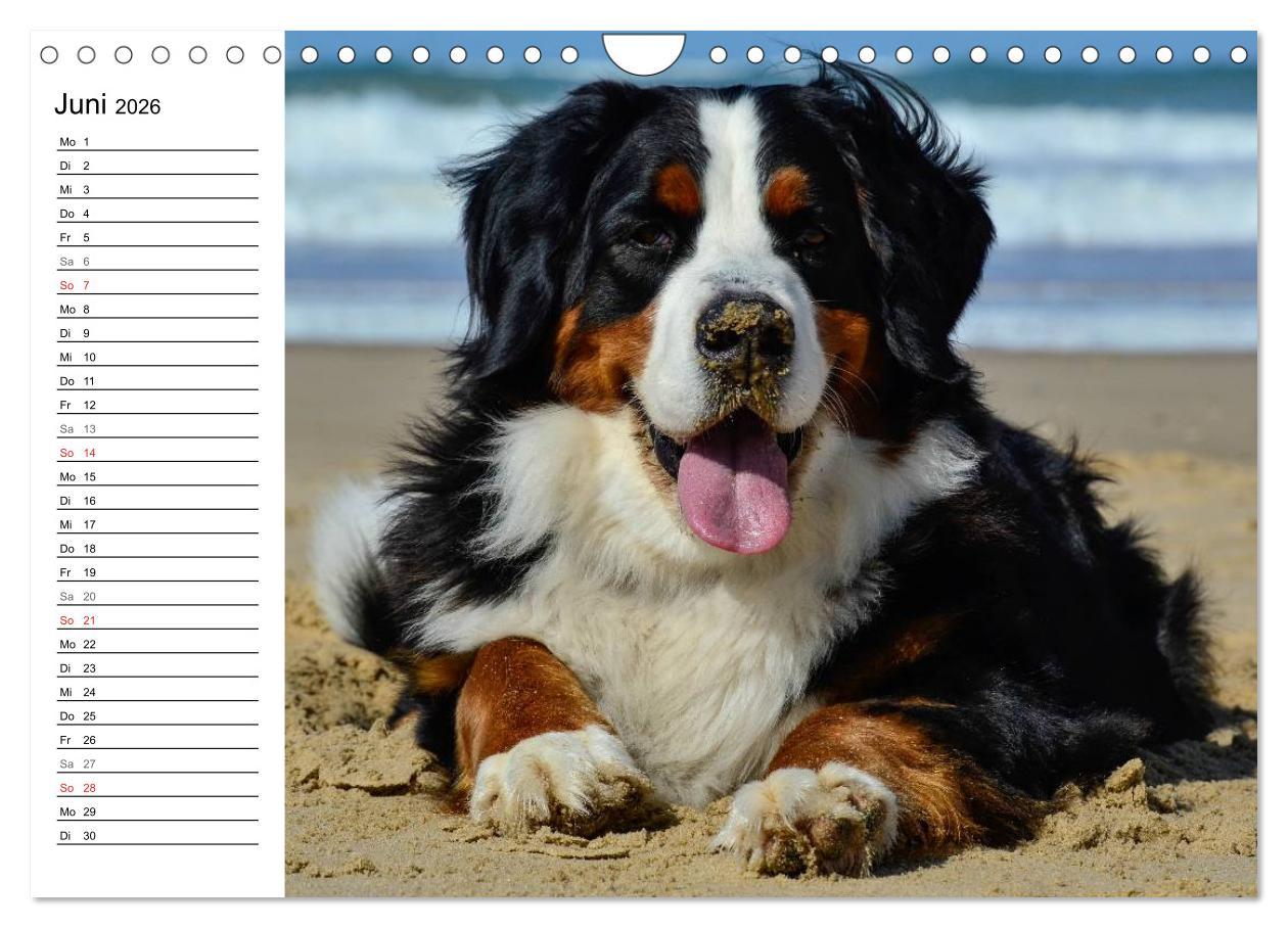 Beispielinhalt (Bild) Augenblicke mit dem Berner Sennenhund (Wandkalender 2026 DIN A4 quer), CALVENDO Monatskalender