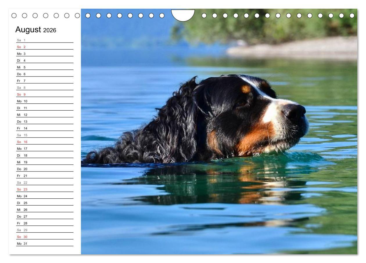 Beispielinhalt (Bild) Augenblicke mit dem Berner Sennenhund (Wandkalender 2026 DIN A4 quer), CALVENDO Monatskalender