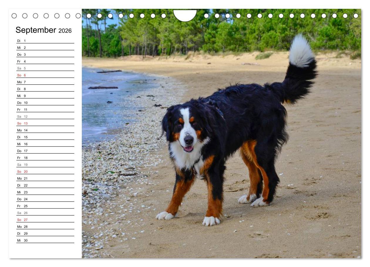 Beispielinhalt (Bild) Augenblicke mit dem Berner Sennenhund (Wandkalender 2026 DIN A4 quer), CALVENDO Monatskalender