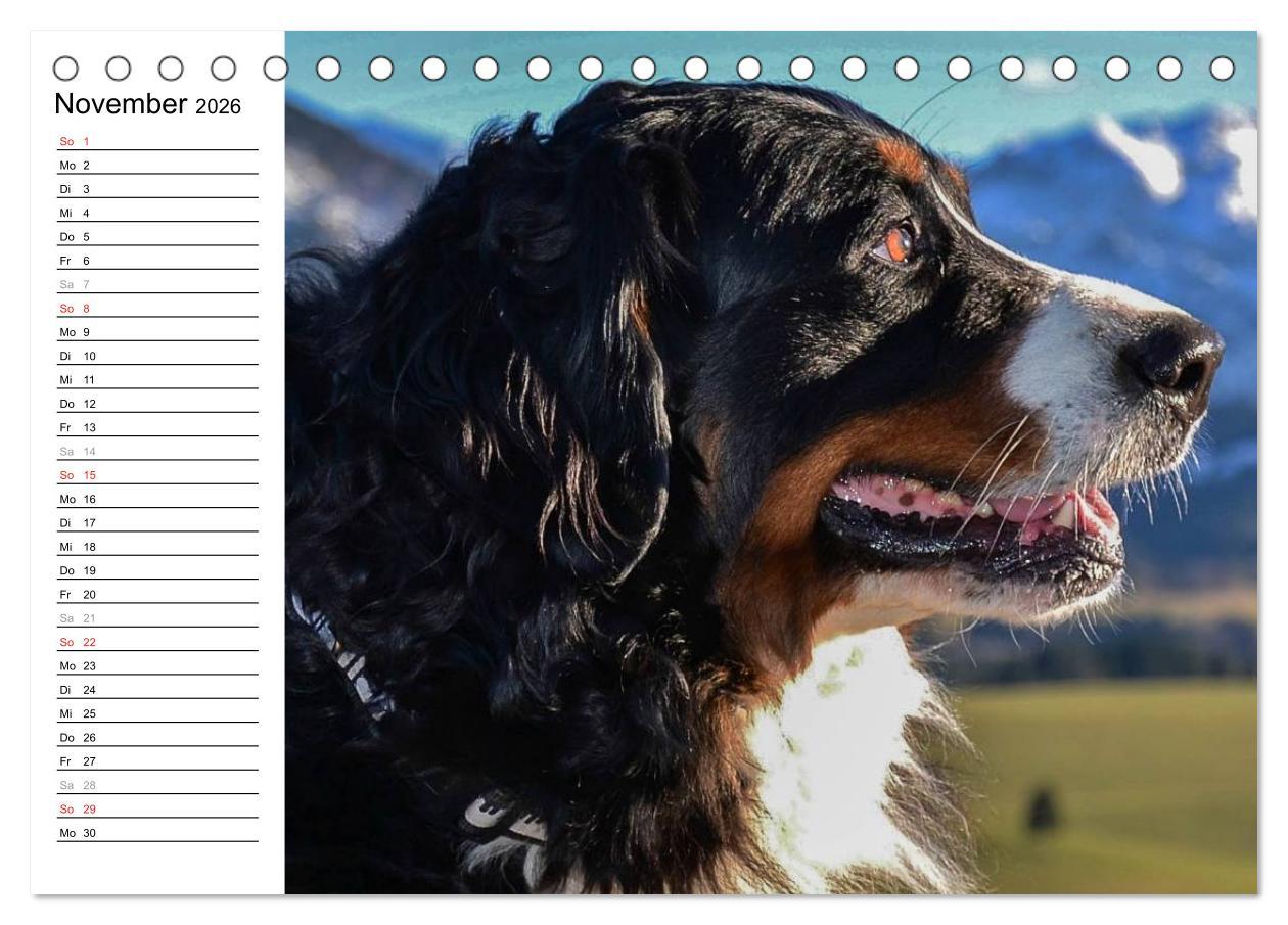 Beispielinhalt (Bild) Augenblicke mit dem Berner Sennenhund (Tischkalender 2026 DIN A5 quer), CALVENDO Monatskalender