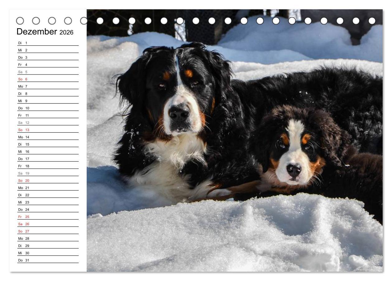 Beispielinhalt (Bild) Augenblicke mit dem Berner Sennenhund (Tischkalender 2026 DIN A5 quer), CALVENDO Monatskalender