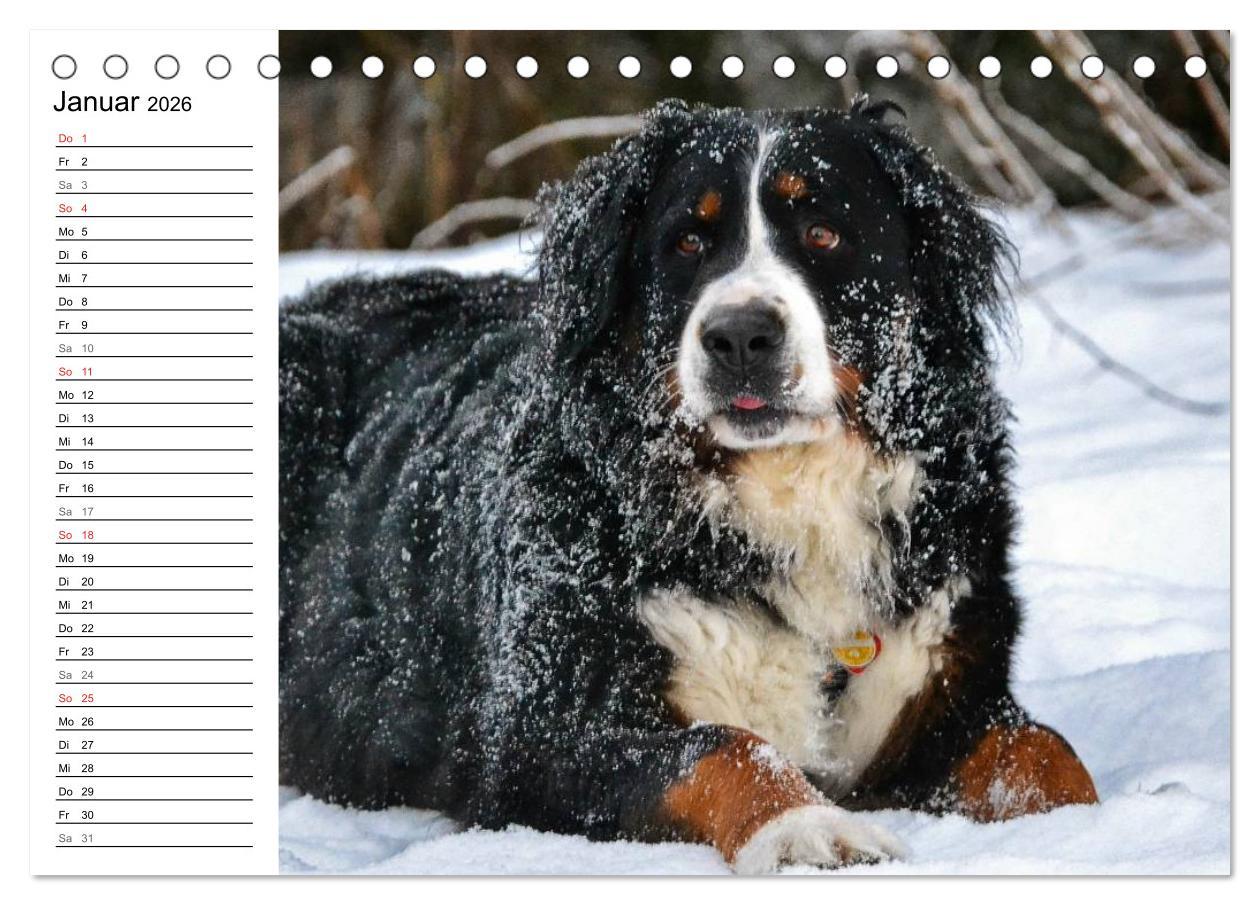 Beispielinhalt (Bild) Augenblicke mit dem Berner Sennenhund (Tischkalender 2026 DIN A5 quer), CALVENDO Monatskalender