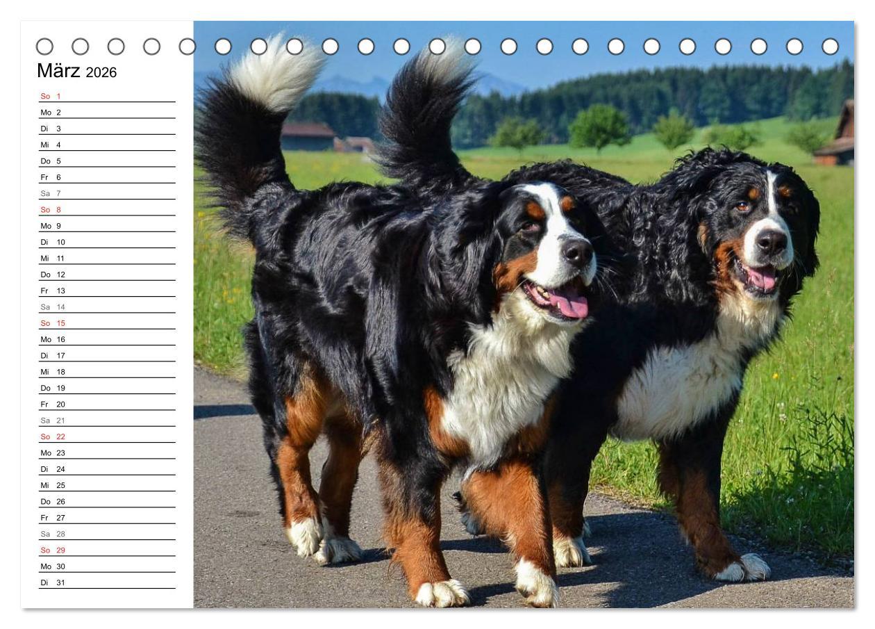 Beispielinhalt (Bild) Augenblicke mit dem Berner Sennenhund (Tischkalender 2026 DIN A5 quer), CALVENDO Monatskalender