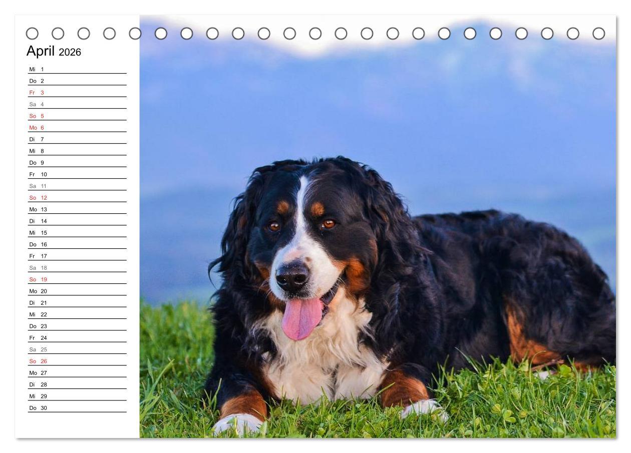 Beispielinhalt (Bild) Augenblicke mit dem Berner Sennenhund (Tischkalender 2026 DIN A5 quer), CALVENDO Monatskalender