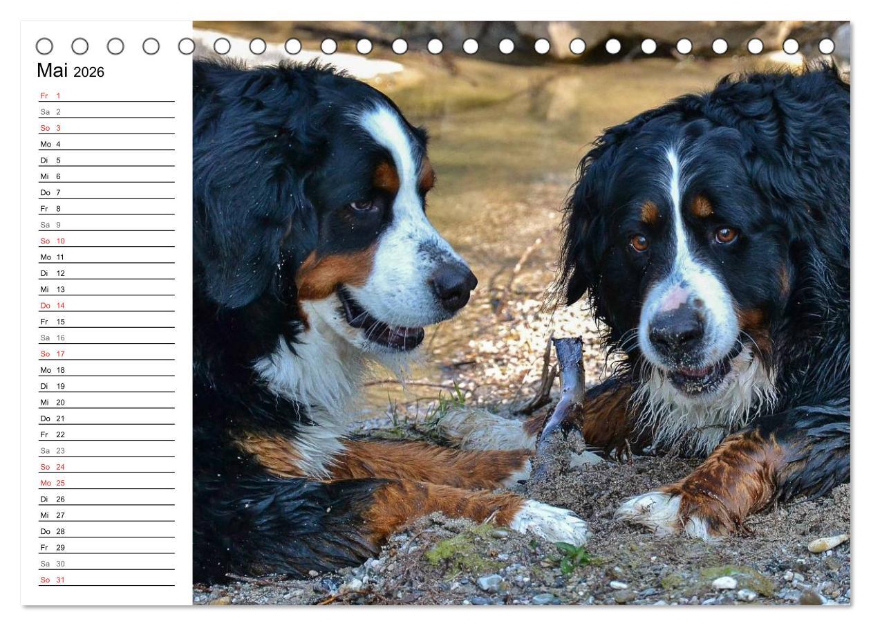 Beispielinhalt (Bild) Augenblicke mit dem Berner Sennenhund (Tischkalender 2026 DIN A5 quer), CALVENDO Monatskalender