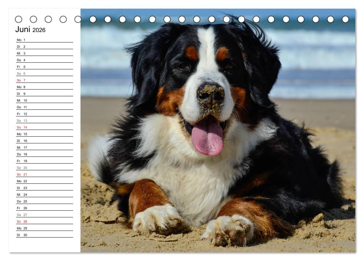 Beispielinhalt (Bild) Augenblicke mit dem Berner Sennenhund (Tischkalender 2026 DIN A5 quer), CALVENDO Monatskalender