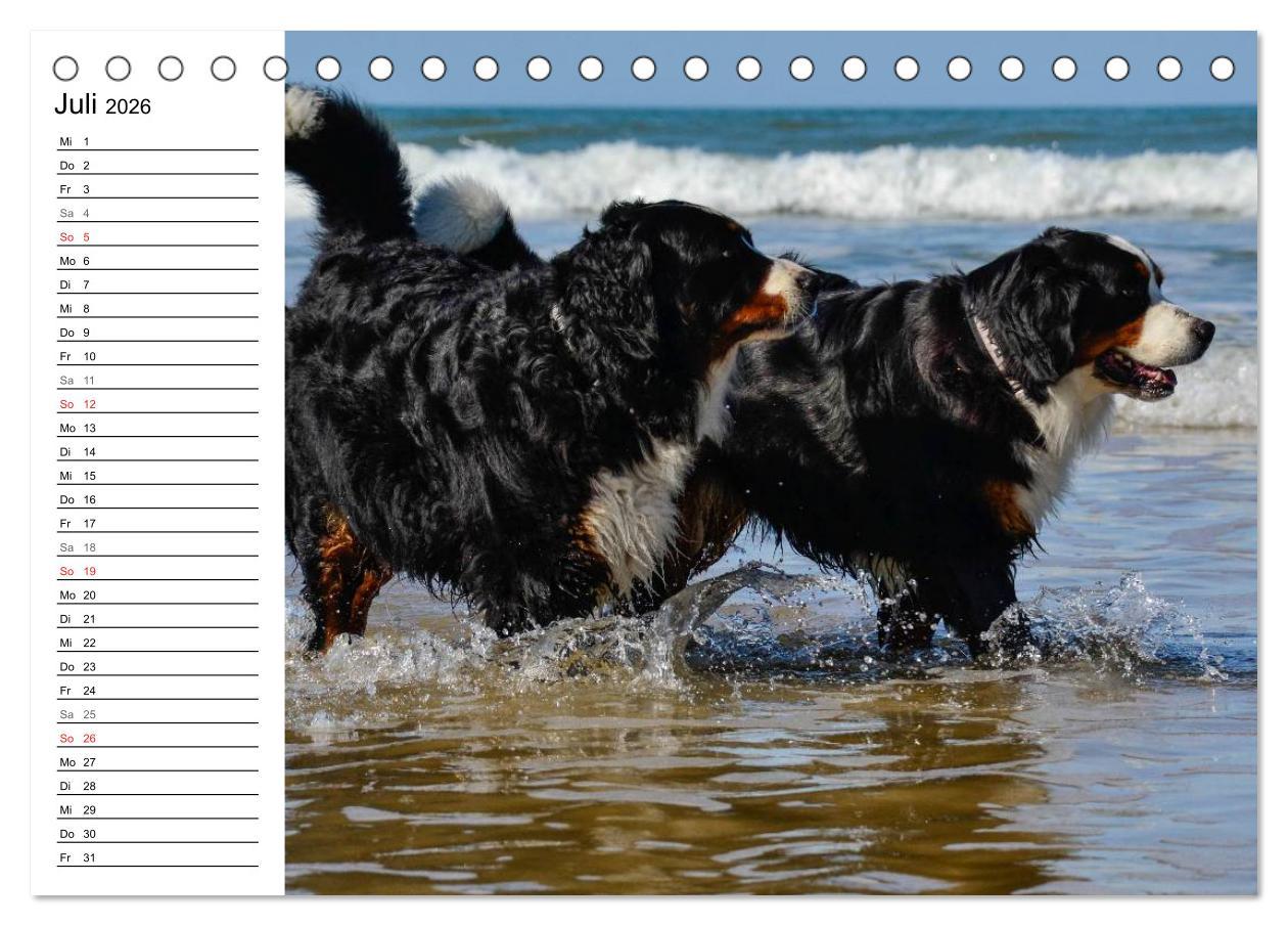 Beispielinhalt (Bild) Augenblicke mit dem Berner Sennenhund (Tischkalender 2026 DIN A5 quer), CALVENDO Monatskalender