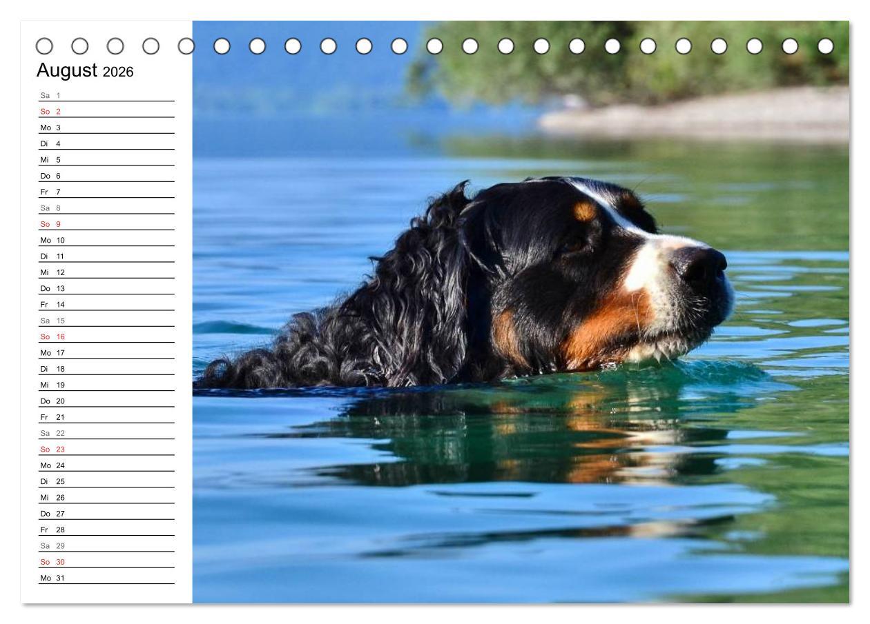 Beispielinhalt (Bild) Augenblicke mit dem Berner Sennenhund (Tischkalender 2026 DIN A5 quer), CALVENDO Monatskalender