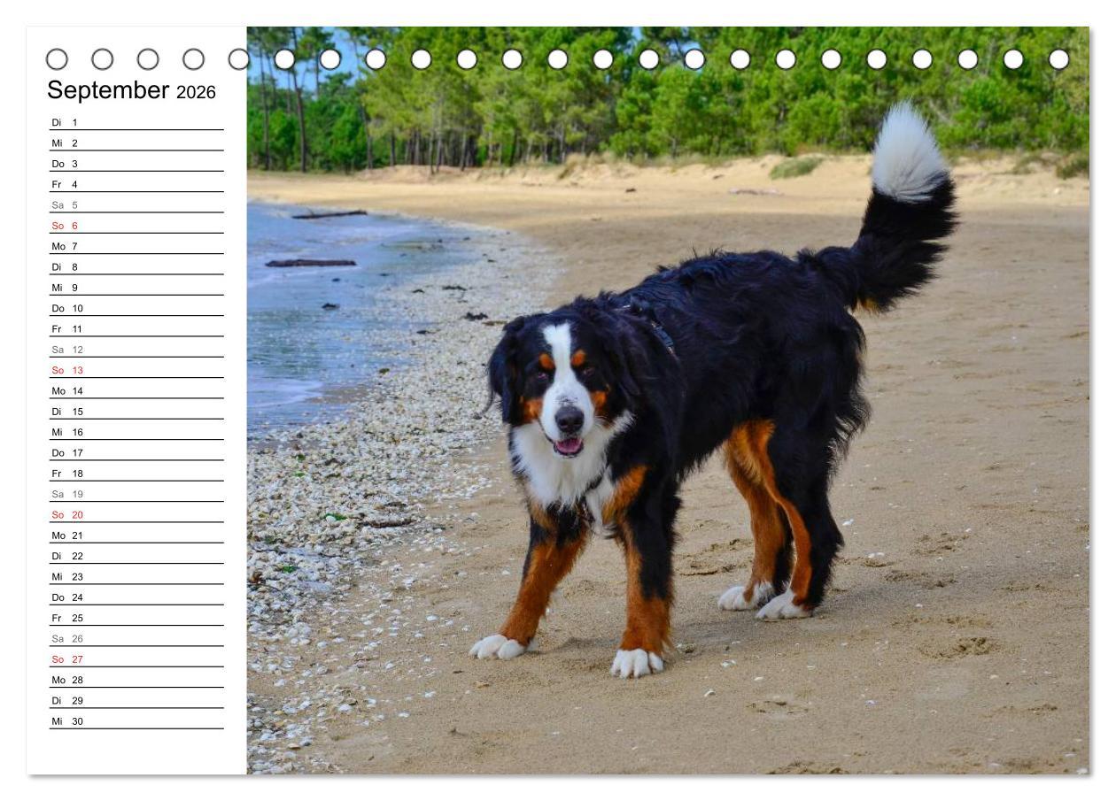 Beispielinhalt (Bild) Augenblicke mit dem Berner Sennenhund (Tischkalender 2026 DIN A5 quer), CALVENDO Monatskalender