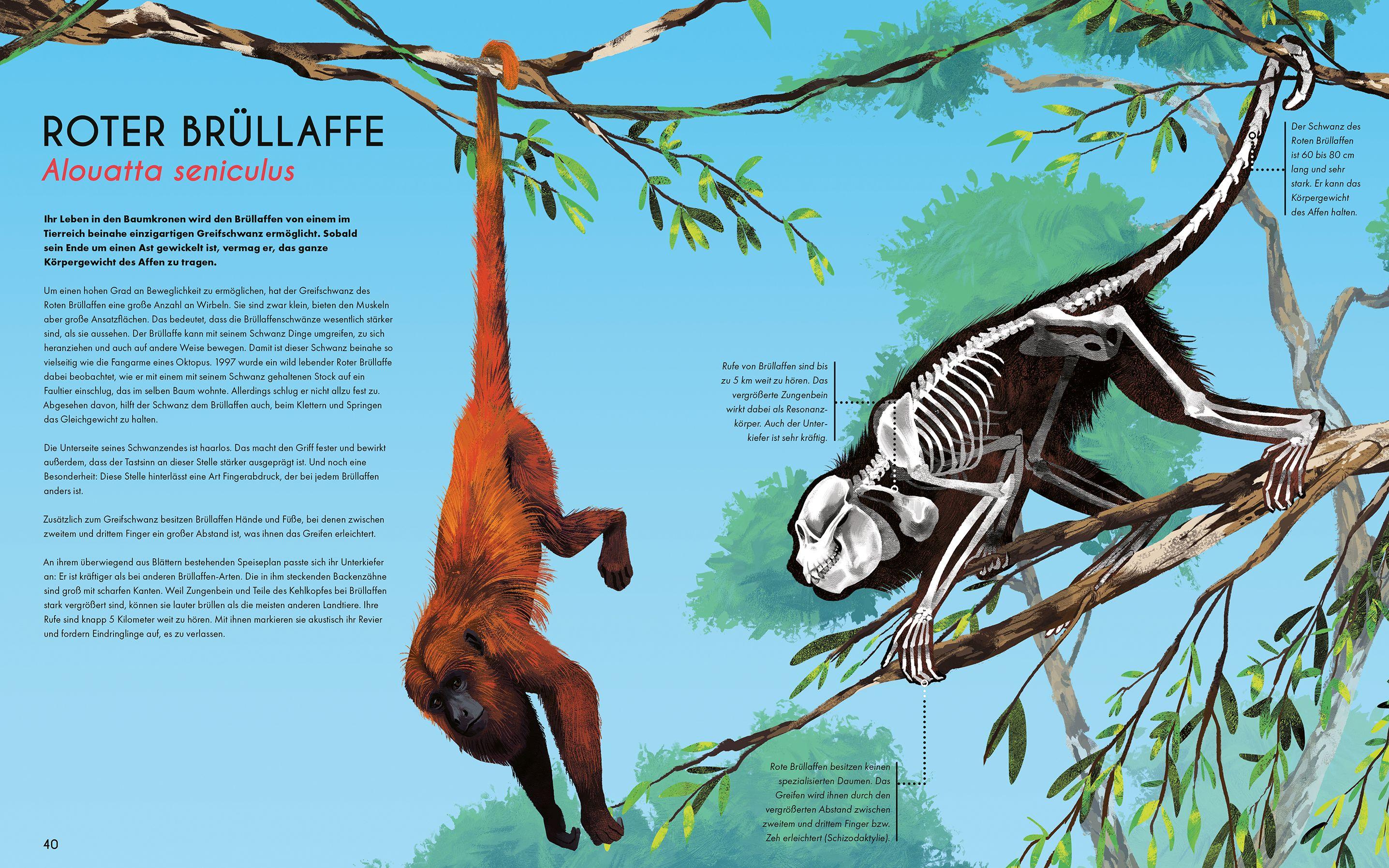 Beispielinhalt (Bild) Bones - Knochen und Skelette in der Tierwelt