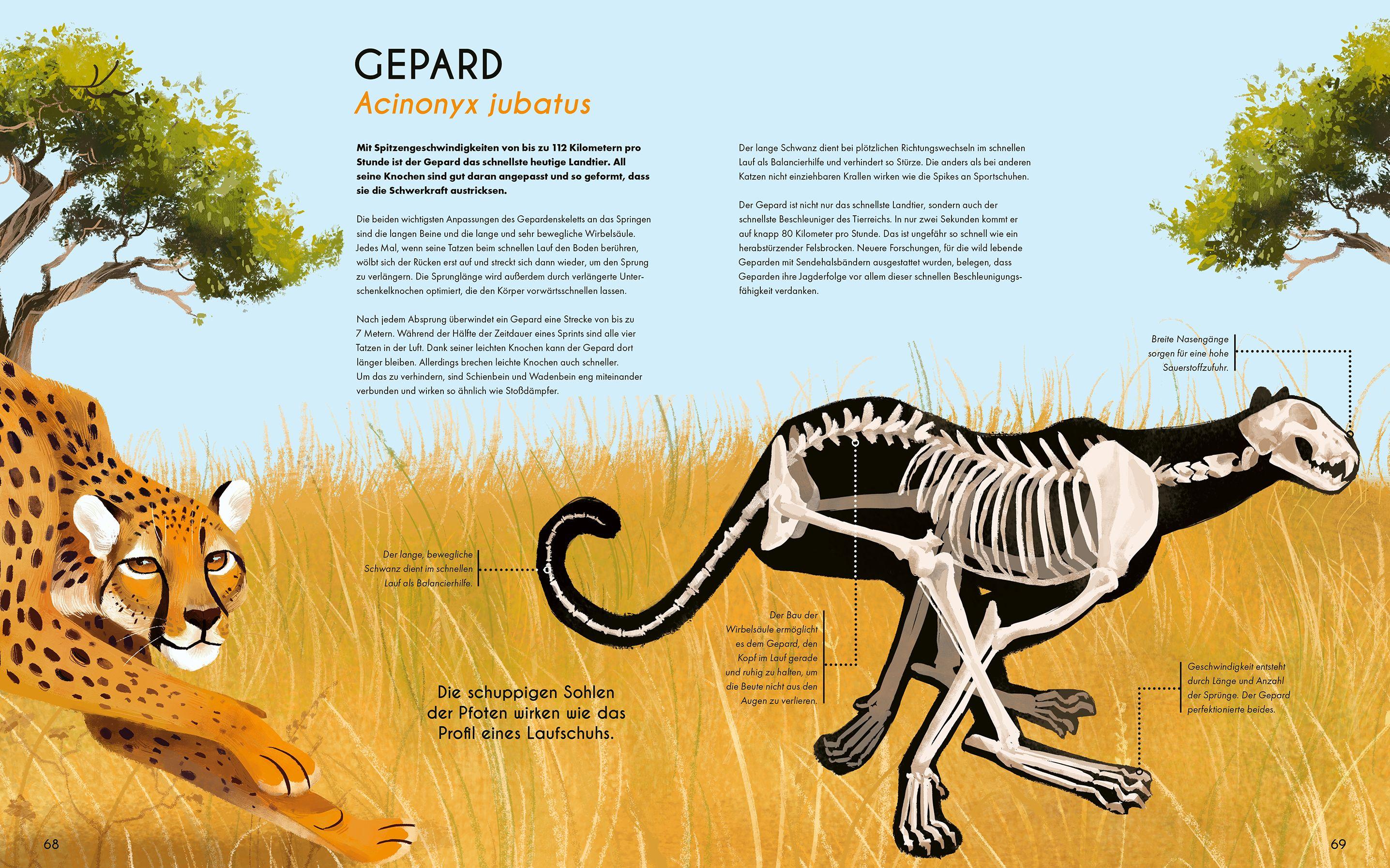 Beispielinhalt (Bild) Bones - Knochen und Skelette in der Tierwelt