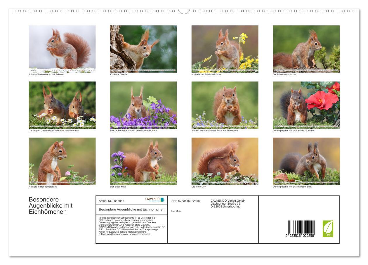 Beispielinhalt (Bild) Besondere Augenblicke mit Eichhörnchen (hochwertiger Premium Wandkalender 2026 DIN A2 quer), Kunstdruck in Hochglanz