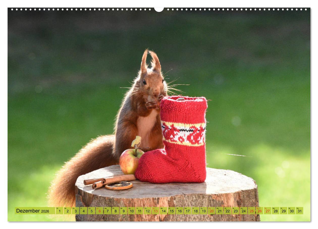 Beispielinhalt (Bild) Eichhörnchen-Spaß (Wandkalender 2026 DIN A2 quer), CALVENDO Monatskalender