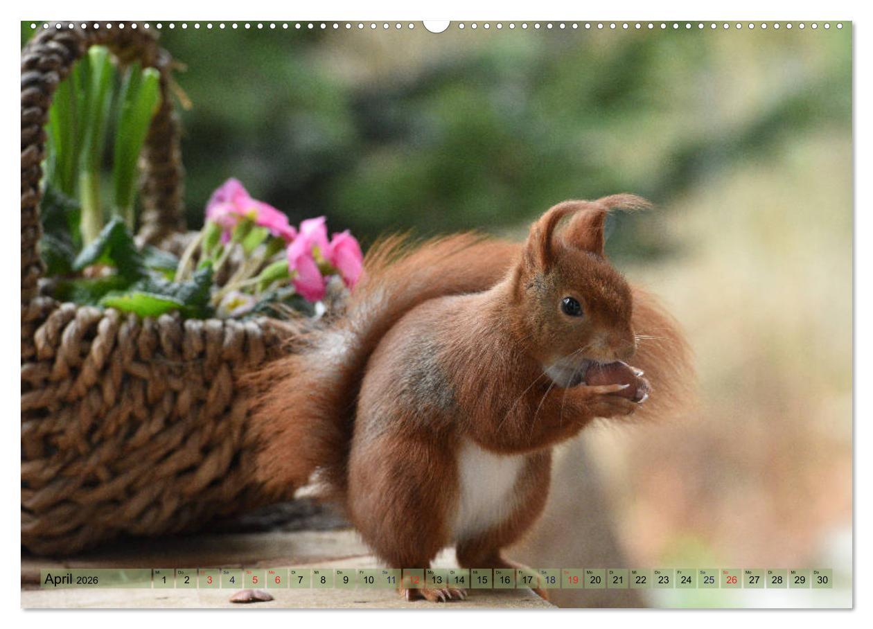 Beispielinhalt (Bild) Eichhörnchen-Spaß (Wandkalender 2026 DIN A2 quer), CALVENDO Monatskalender