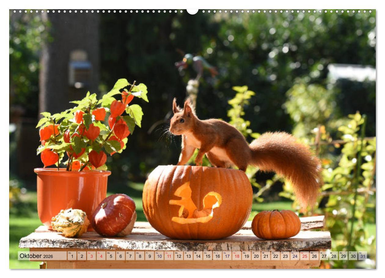 Beispielinhalt (Bild) Eichhörnchen-Spaß (Wandkalender 2026 DIN A2 quer), CALVENDO Monatskalender