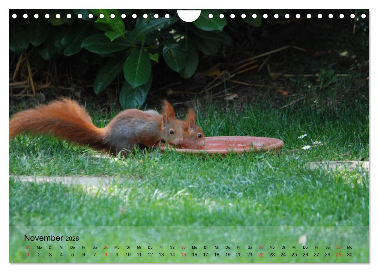 Beispielinhalt (Bild) Spaß mit Eichhörnchen-Kindern (Wandkalender 2026 DIN A4 quer), CALVENDO Monatskalender