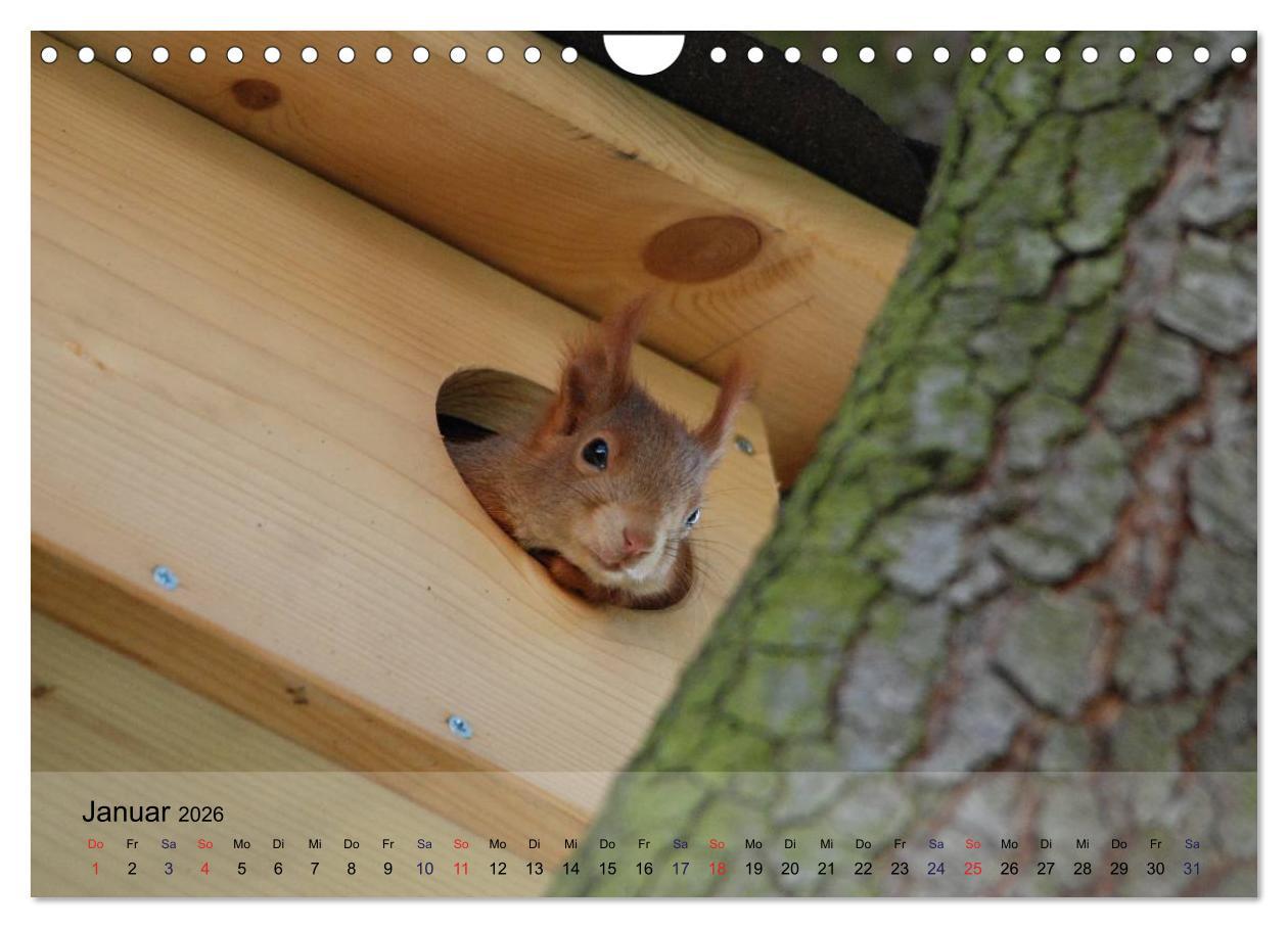 Beispielinhalt (Bild) Spaß mit Eichhörnchen-Kindern (Wandkalender 2026 DIN A4 quer), CALVENDO Monatskalender