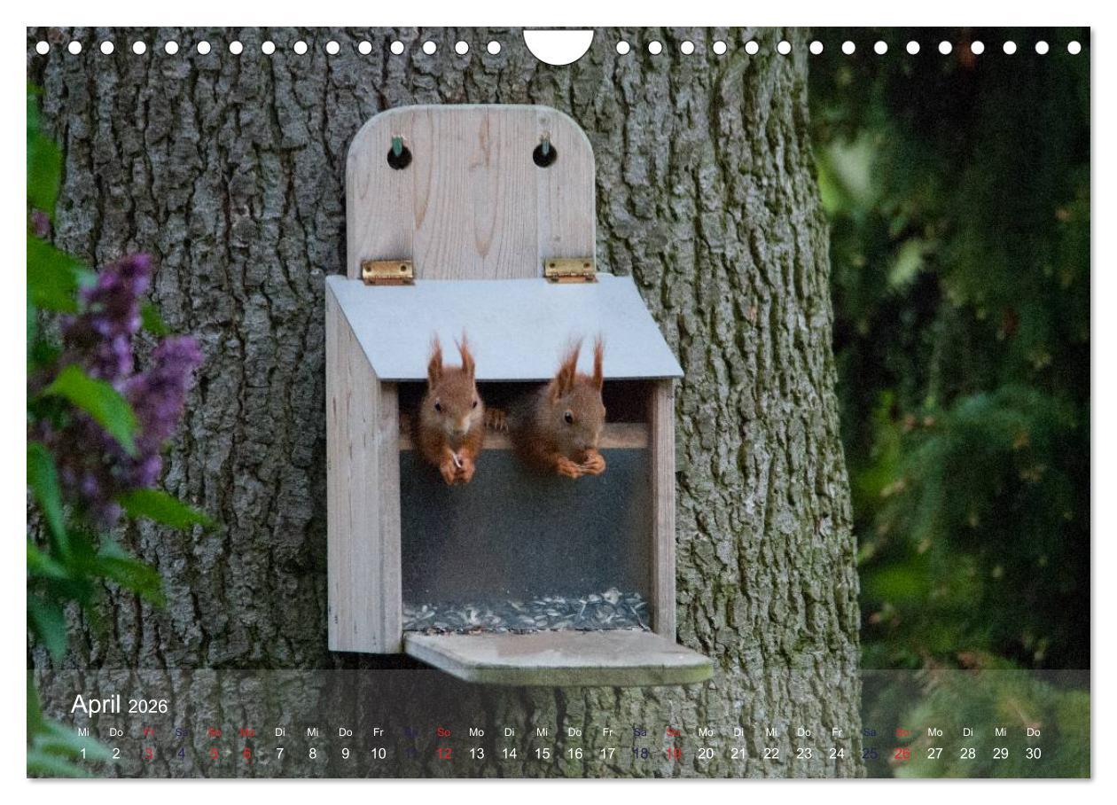 Beispielinhalt (Bild) Spaß mit Eichhörnchen-Kindern (Wandkalender 2026 DIN A4 quer), CALVENDO Monatskalender