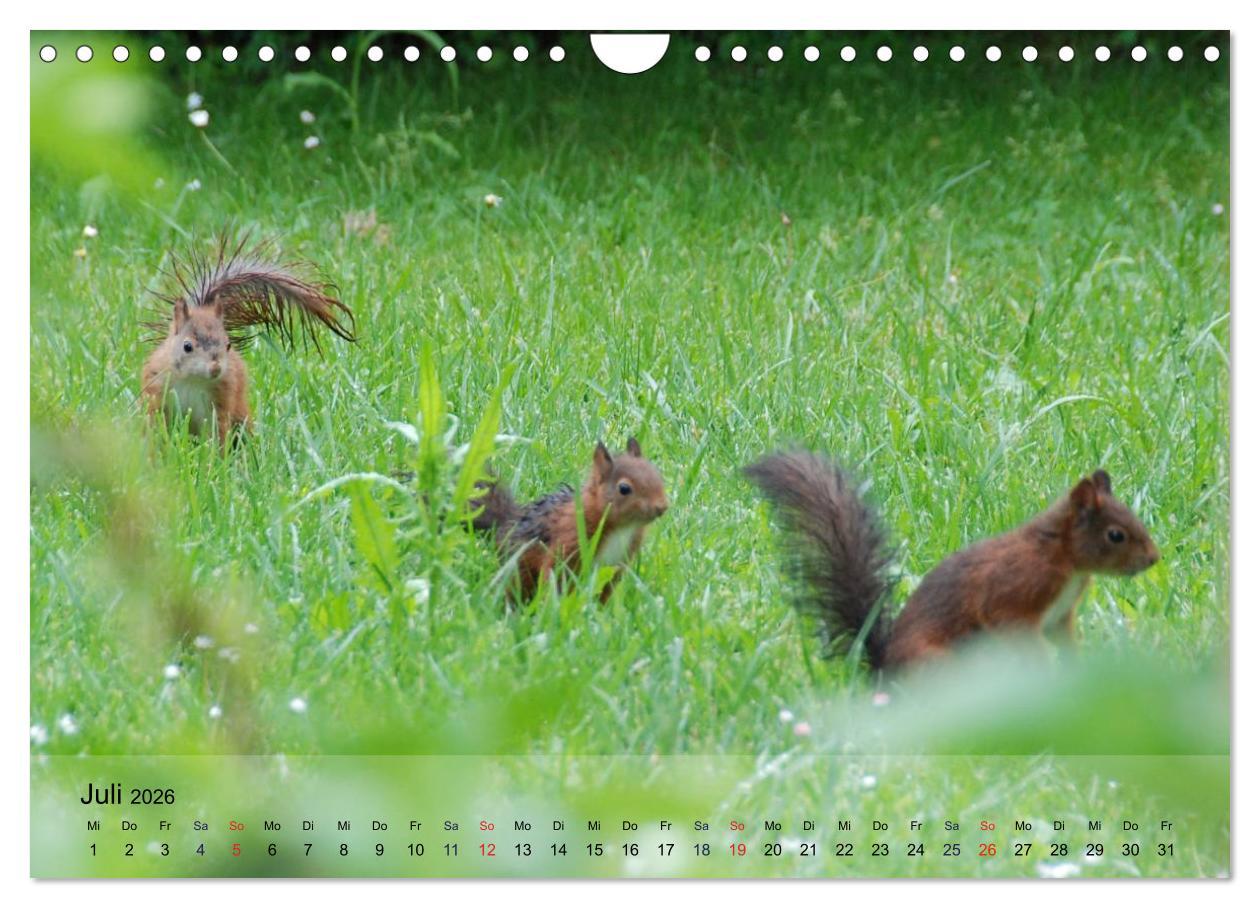 Beispielinhalt (Bild) Spaß mit Eichhörnchen-Kindern (Wandkalender 2026 DIN A4 quer), CALVENDO Monatskalender