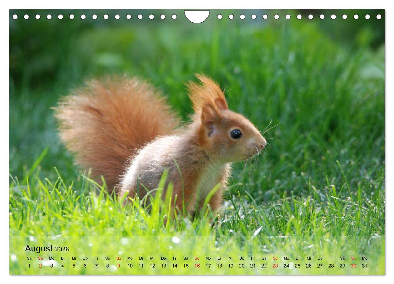 Beispielinhalt (Bild) Spaß mit Eichhörnchen-Kindern (Wandkalender 2026 DIN A4 quer), CALVENDO Monatskalender
