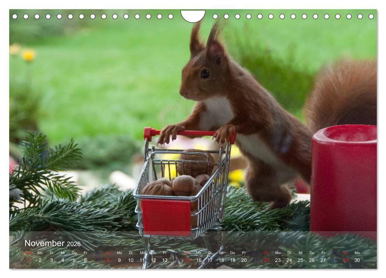 Beispielinhalt (Bild) Spaß mit Eichhörnchen! (Wandkalender 2026 DIN A4 quer), CALVENDO Monatskalender