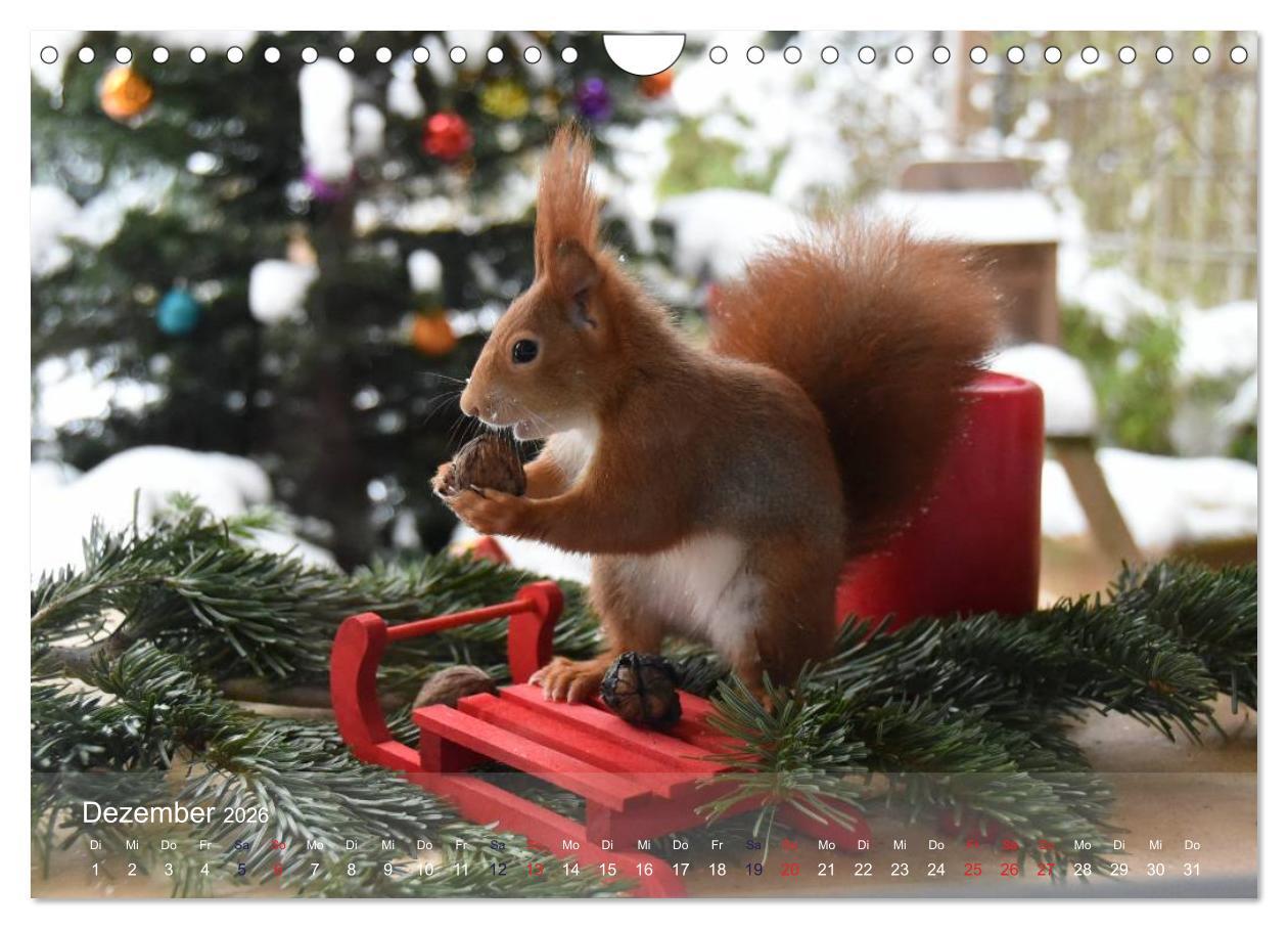 Beispielinhalt (Bild) Spaß mit Eichhörnchen! (Wandkalender 2026 DIN A4 quer), CALVENDO Monatskalender