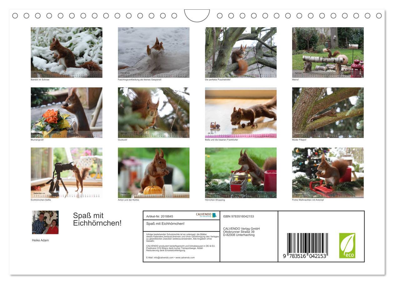 Beispielinhalt (Bild) Spaß mit Eichhörnchen! (Wandkalender 2026 DIN A4 quer), CALVENDO Monatskalender