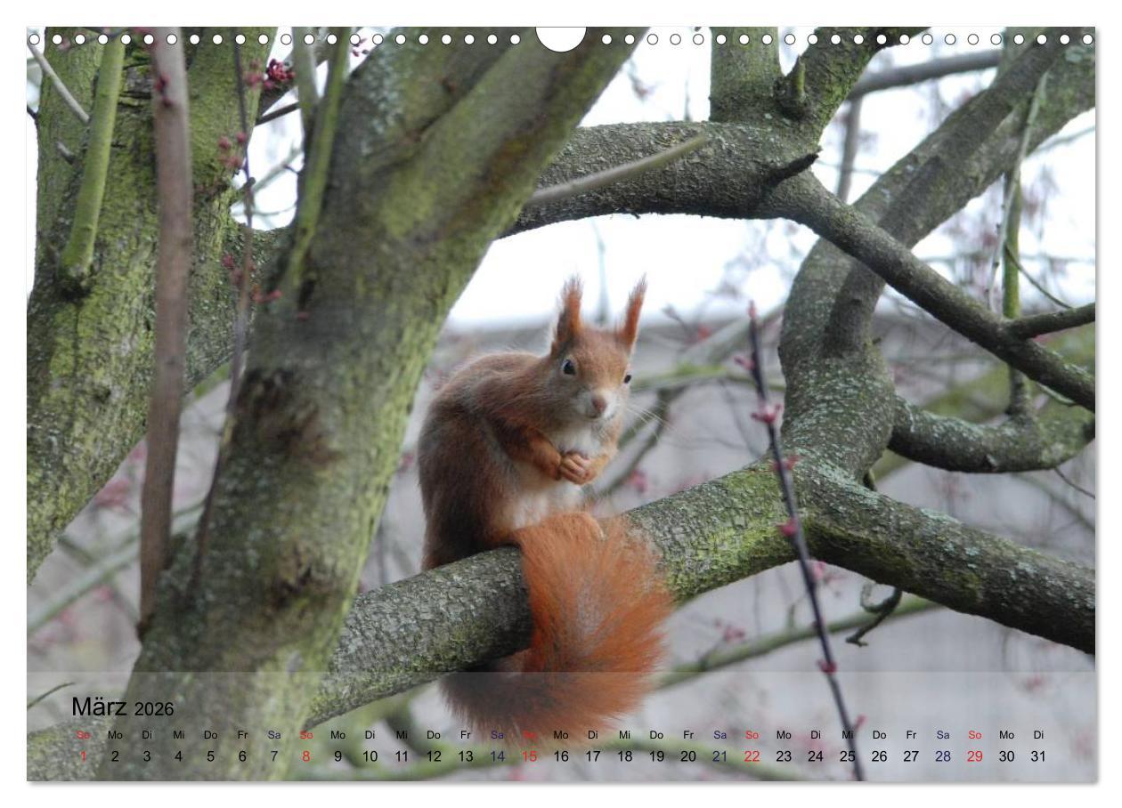 Beispielinhalt (Bild) Spaß mit Eichhörnchen! (Wandkalender 2026 DIN A3 quer), CALVENDO Monatskalender