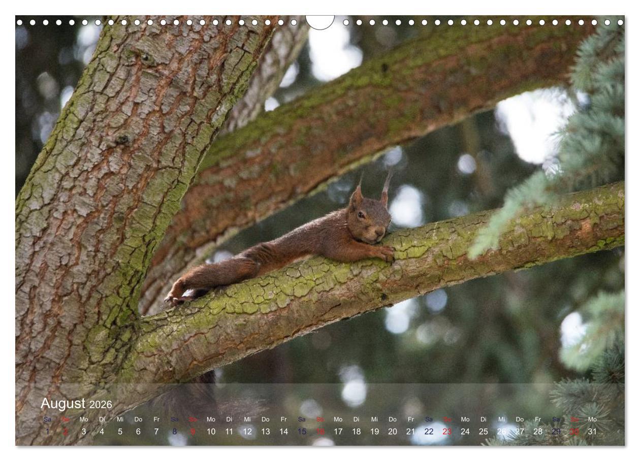 Beispielinhalt (Bild) Spaß mit Eichhörnchen! (Wandkalender 2026 DIN A3 quer), CALVENDO Monatskalender