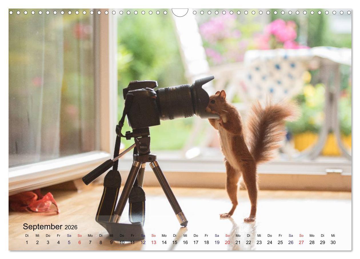 Beispielinhalt (Bild) Spaß mit Eichhörnchen! (Wandkalender 2026 DIN A3 quer), CALVENDO Monatskalender