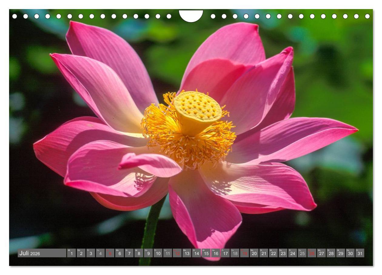 Beispielinhalt (Bild) Peter Fischer - Bali 2026 (Wandkalender 2026 DIN A4 quer), CALVENDO Monatskalender