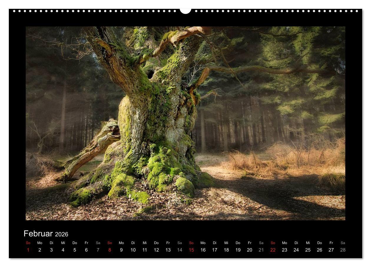 Beispielinhalt (Bild) Märchenhafter Reinhardswald und Urwald Sababurg (hochwertiger Premium Wandkalender 2026 DIN A2 quer), Kunstdruck in Hochglanz