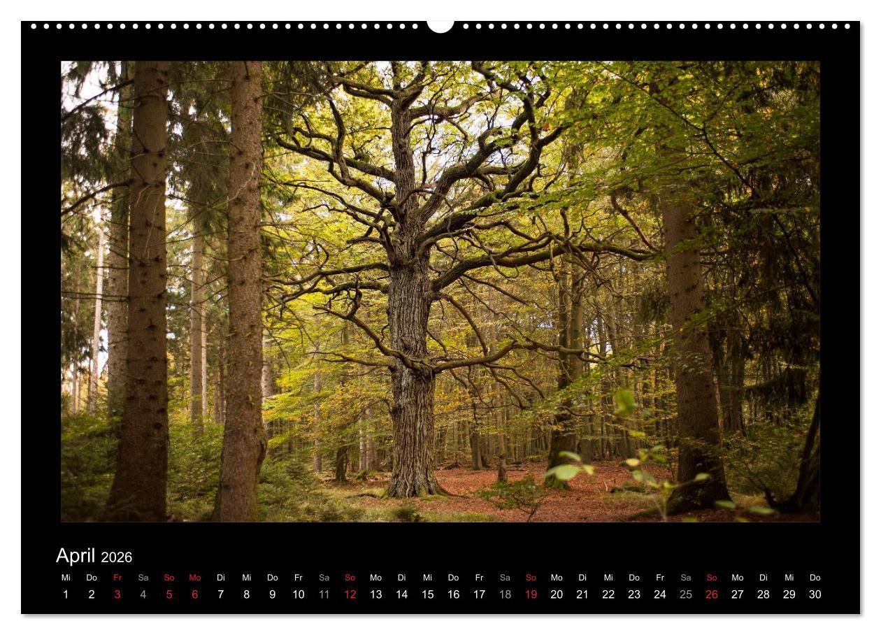 Beispielinhalt (Bild) Märchenhafter Reinhardswald und Urwald Sababurg (hochwertiger Premium Wandkalender 2026 DIN A2 quer), Kunstdruck in Hochglanz