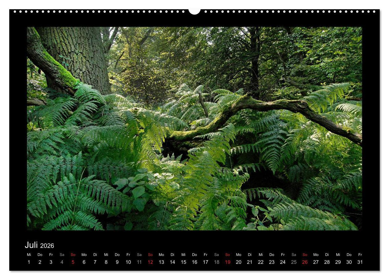 Beispielinhalt (Bild) Märchenhafter Reinhardswald und Urwald Sababurg (hochwertiger Premium Wandkalender 2026 DIN A2 quer), Kunstdruck in Hochglanz