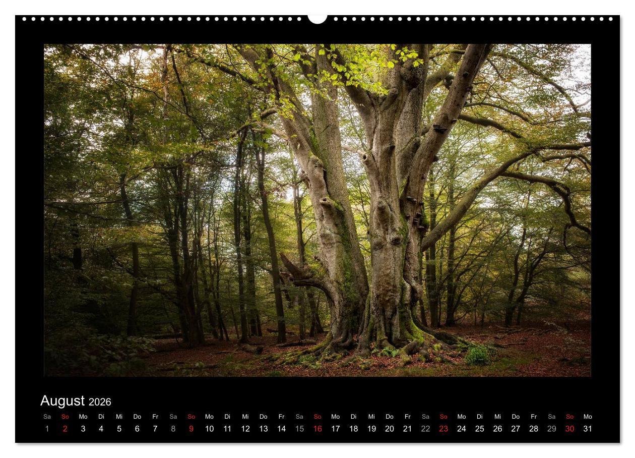 Beispielinhalt (Bild) Märchenhafter Reinhardswald und Urwald Sababurg (hochwertiger Premium Wandkalender 2026 DIN A2 quer), Kunstdruck in Hochglanz