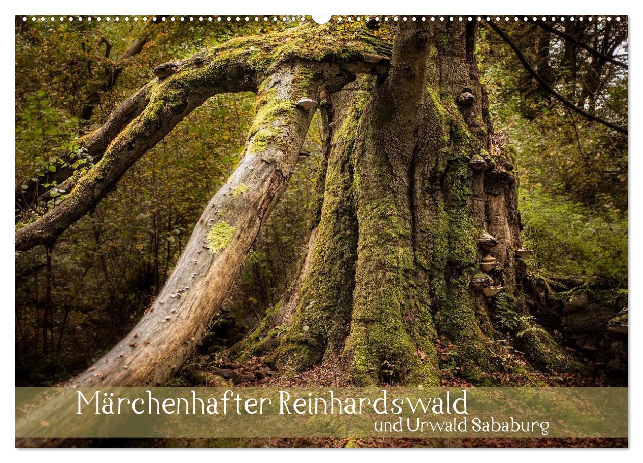 Vorderes Coverbild Märchenhafter Reinhardswald und Urwald Sababurg (Wandkalender 2026 DIN A2 quer), CALVENDO Monatskalender
