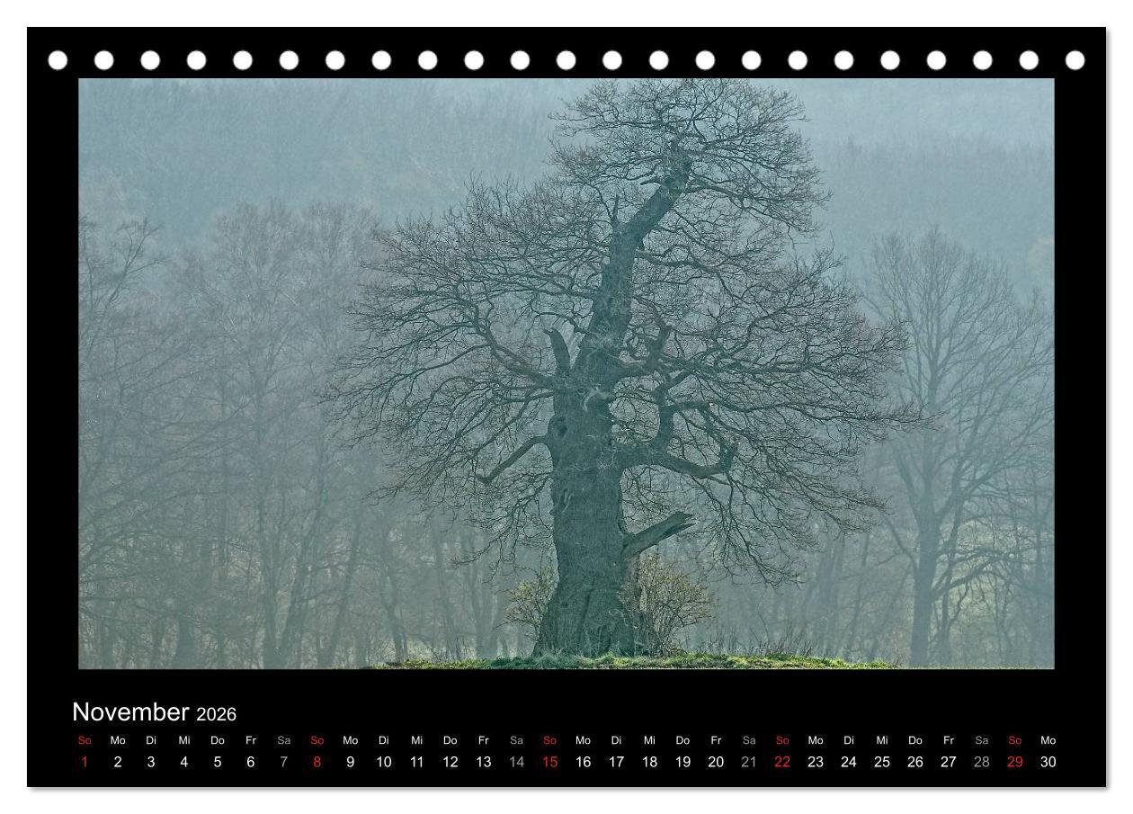 Beispielinhalt (Bild) Märchenhafter Reinhardswald und Urwald Sababurg (Tischkalender 2026 DIN A5 quer), CALVENDO Monatskalender