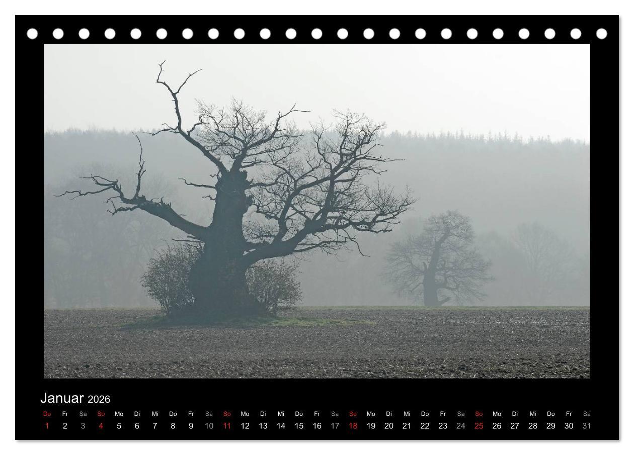 Beispielinhalt (Bild) Märchenhafter Reinhardswald und Urwald Sababurg (Tischkalender 2026 DIN A5 quer), CALVENDO Monatskalender