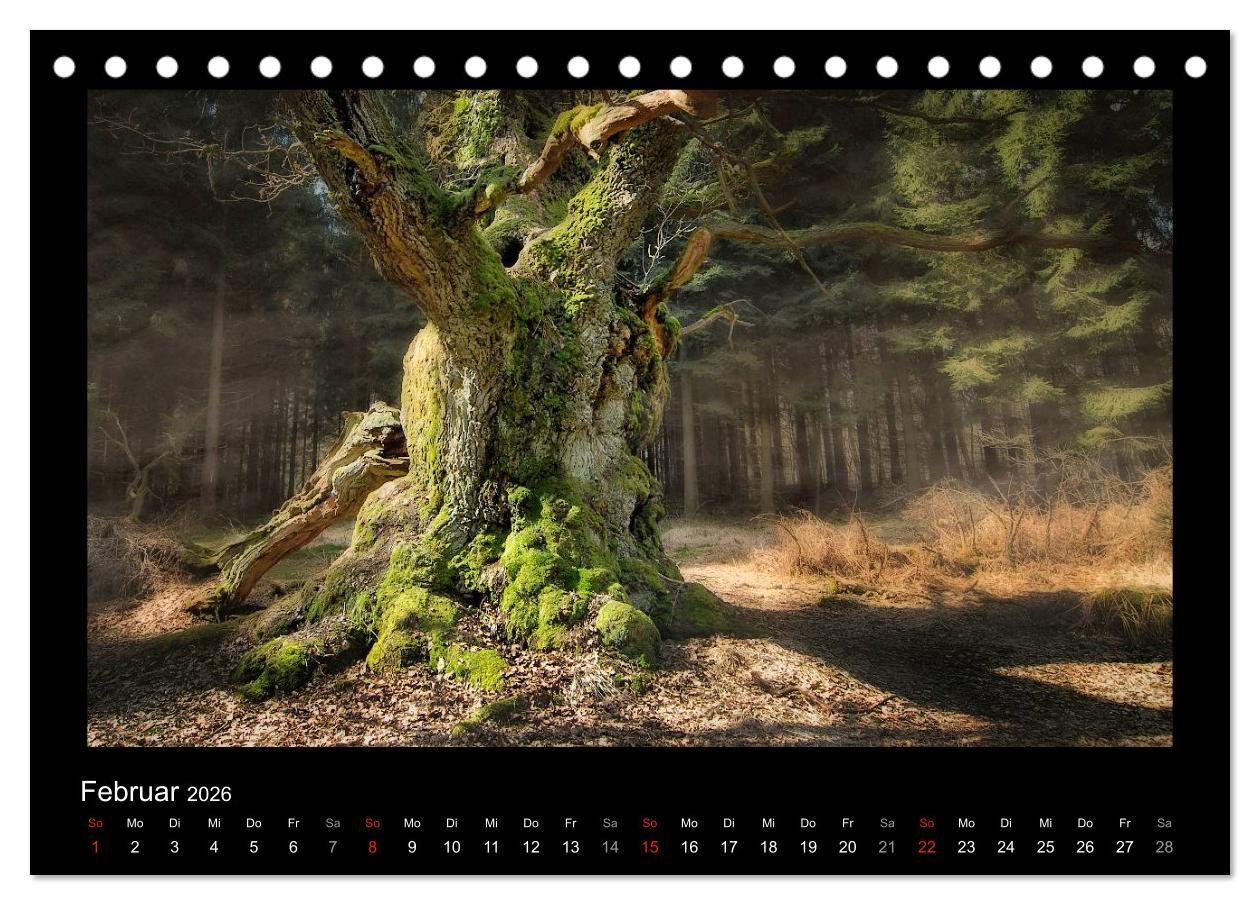 Beispielinhalt (Bild) Märchenhafter Reinhardswald und Urwald Sababurg (Tischkalender 2026 DIN A5 quer), CALVENDO Monatskalender