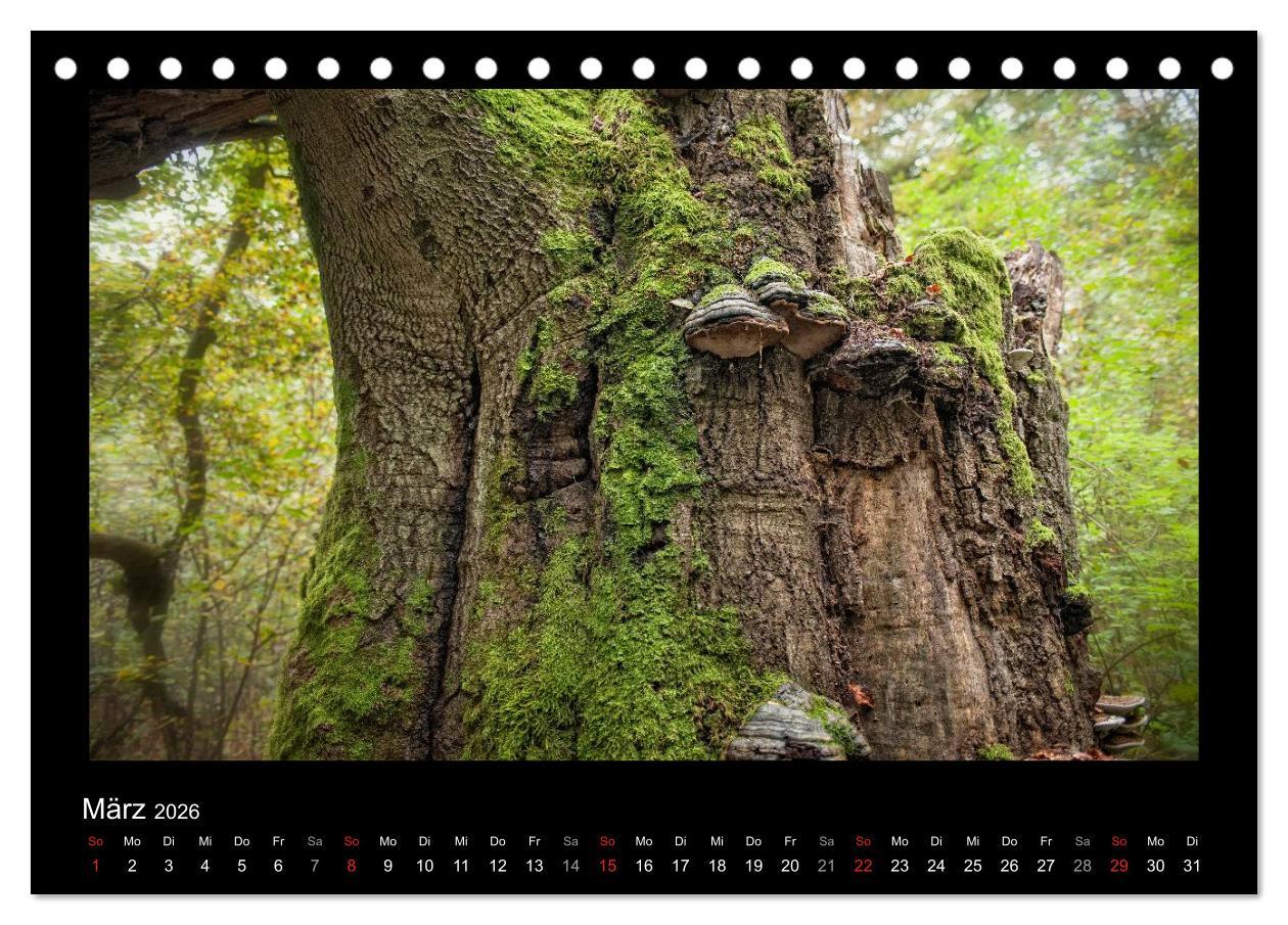 Beispielinhalt (Bild) Märchenhafter Reinhardswald und Urwald Sababurg (Tischkalender 2026 DIN A5 quer), CALVENDO Monatskalender
