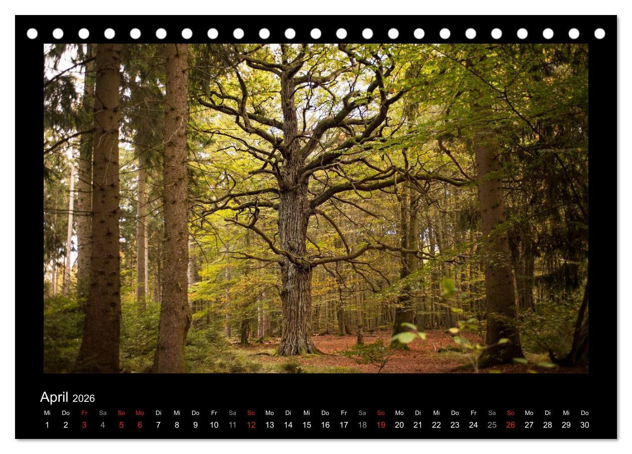 Beispielinhalt (Bild) Märchenhafter Reinhardswald und Urwald Sababurg (Tischkalender 2026 DIN A5 quer), CALVENDO Monatskalender